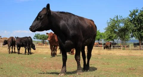 Angus cows on the graze Foto stock