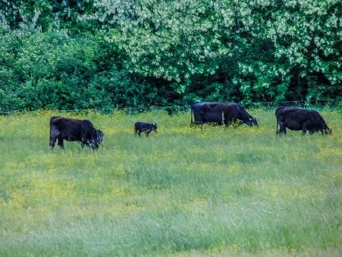 Angus cows grazing grass in the spring Stockfoto's