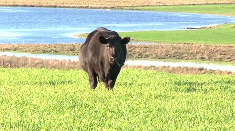 Angus Female Stock Footage 34280588