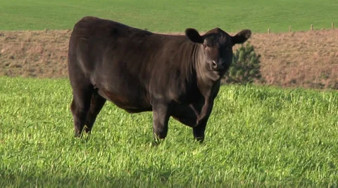 Angus female Vídeo Stock 34280597