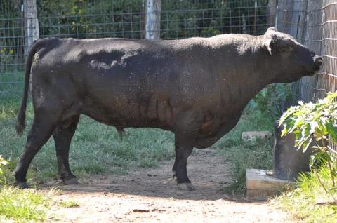 Angus steer cow Stock Photos