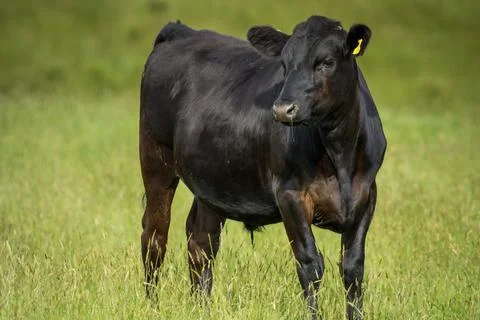 Angus steer Stock Photos
