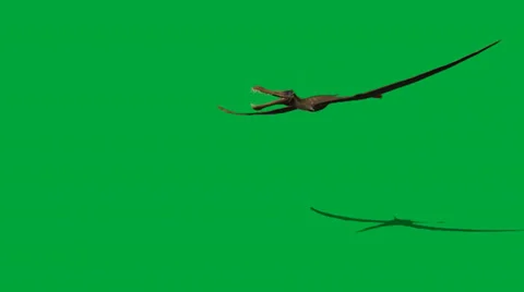 Anhanguera Video stock 32846501