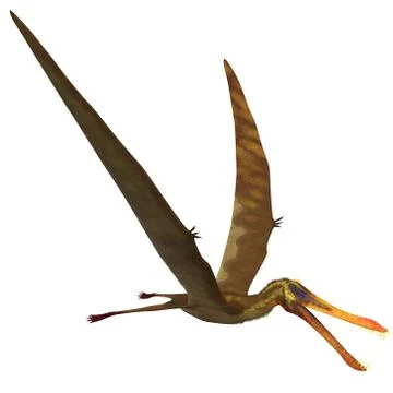 Anhanguera pterosaur Stock Illustration