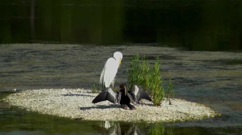 Anhinga and Egret preening on a small island Stock Footage 27302336