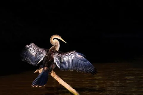 Anhinga, Anhinga Anhinga, also called Snakebird or Darter, Cuiaba River Stock Photos