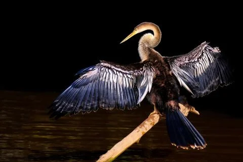 Anhinga, Anhinga Anhinga, also called Snakebird or Darter, Cuiaba River Stock Photos