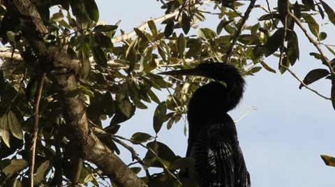 Anhinga (Anhinga Anhinga) Bird Grooming Neck in a Tree Stock Footage 60114193