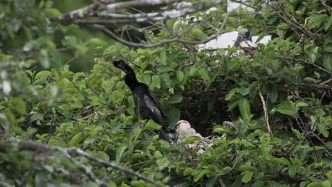 Anhinga (Anhinga anhinga) or Darter male with chick in nest. Stock Footage 195335484