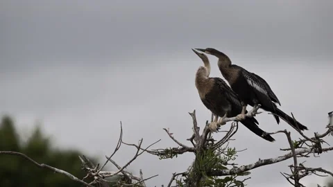 Anhinga (Anhinga anhinga) or Darter two female  perched on branch Stock Footage 195335843