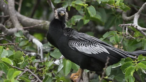 Anhinga (Anhinga anhinga) or Darter male in breeding plumage perched in Stock Footage 195336038