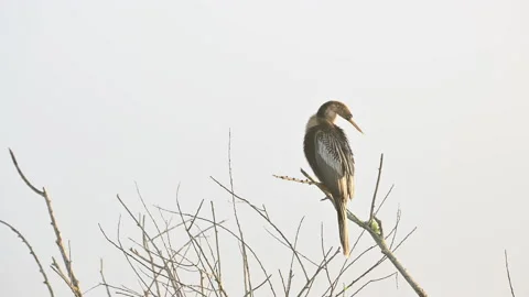 Anhinga (Anhinga anhinga) or Darter female perched on branch in early Stock Footage 195980552