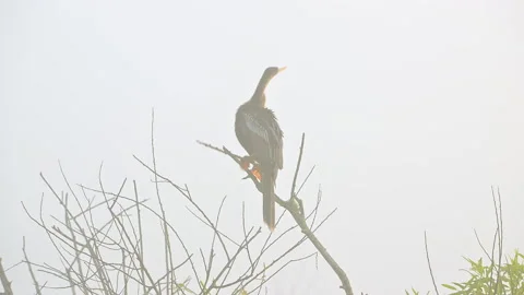 Anhinga (Anhinga anhinga) or Darter female perched on branch in early Stock Footage 195980859