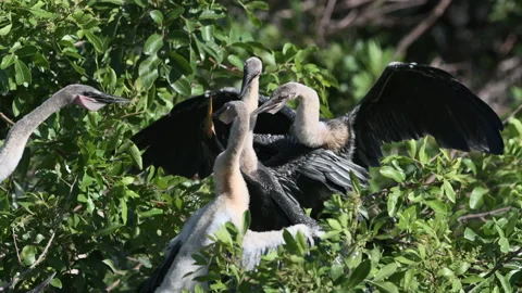 Anhinga (Anhinga anhinga) or Darter chicks on nest fighting with parent Stock Footage 196308367