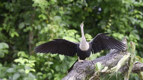 Anhinga (Anhinga anhinga) or Darter or Snakebird, perched on a tree stump Stock Footage 258650852