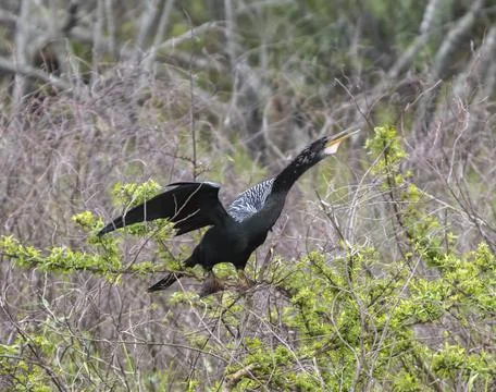 An Anhinga (Anhinga anhinga) perched in a tree at Lake Tohopekaliga in Florida Photos