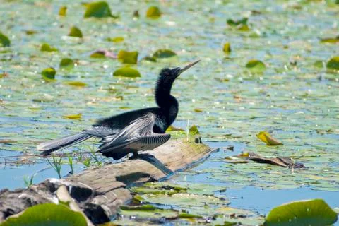 Anhinga (anhinga anhinga) Stock Photos