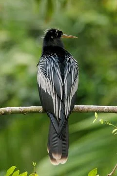 Anhinga anhinga drying and perching on a branch in Tortuguero, Costa Rica Stock Photos
