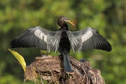 Anhinga anhinga drying and perching on a branch in Tortuguero, Costa Rica Stock Photos
