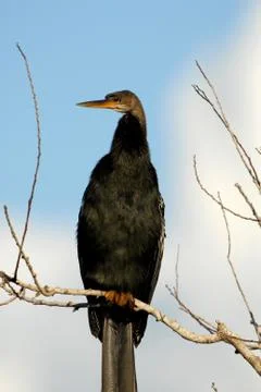 Anhinga anhinga Stock Photos