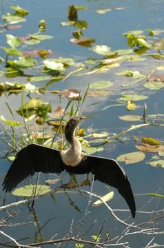 Anhinga anhinga Stock Photos