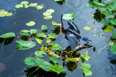 Anhinga anhinga, sometimes called snakebird, darter, American darter, or water Stock Photos