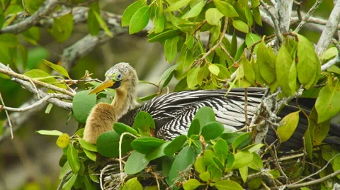 Anhinga aquatic bird in Florida 動画素材 61574869