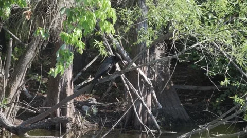 Anhinga beating a fish against a tree branch to get ready to eat Video stock 241531211