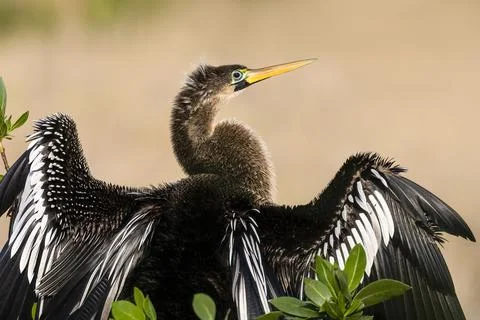 Anhinga from Behind Stock Photos
