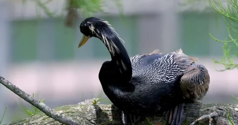 Anhinga bird, also commonly known as the snakebird on the tree branch , clo.. Stock Footage 322942258