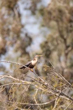 Anhinga bird called Anhinga anhinga Foto stock