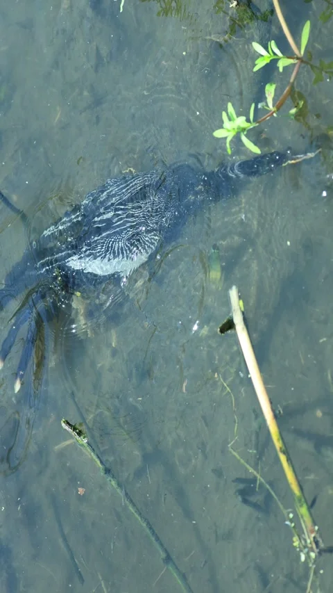 Anhinga Bird Darts Through the Water to Catch a Fish, Sweetwater Wetlands Park,  Stock Footage 341350557