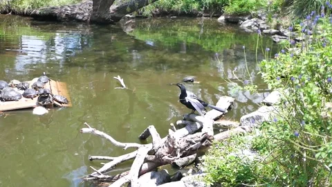 Anhinga Bird Drying Its Wings Near a Pond With Turtles Resting behind. Black and Stock Footage 308027109
