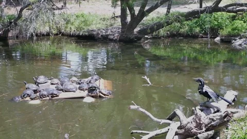 Anhinga Bird Drying Its Wings Near a Pond With Turtles Resting behind. Black and Stock Footage 308034659