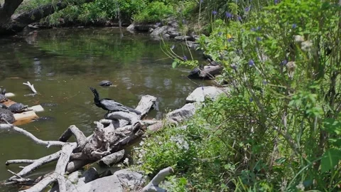 Anhinga Bird Drying Its Wings Near a Pond With Turtles Resting behind. Black and Stock Footage 308034667