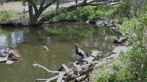 Anhinga Bird Drying Its Wings Near a Pond With Turtles Resting behind. Black and Stock Footage 308034717