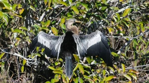 Anhinga bird 库存影片 572770