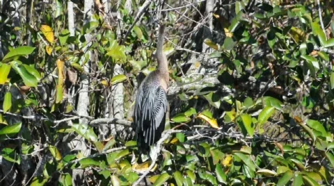 Anhinga bird  Видео 572785