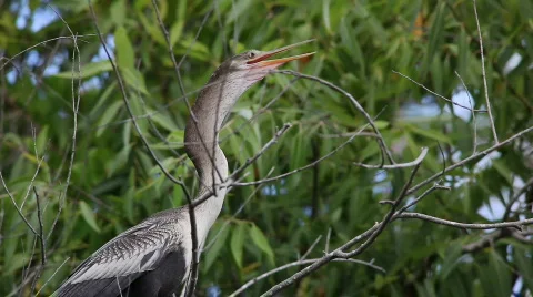 Anhinga bird Stock-Footage 645274