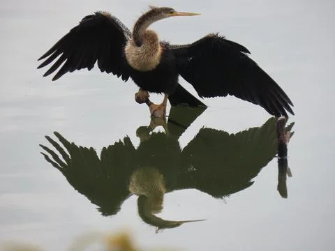 Anhinga bird with open wings reflected in water Stock Photos