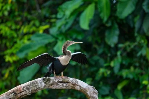 Anhinga Bird Perched on Tree Branch in Wildlife Habitat Foto stock
