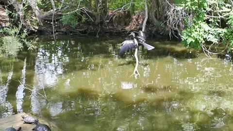 Anhinga Bird perched on a tree branch.Drying Its Wings over a Pond Black and whi Stock Footage 308027142