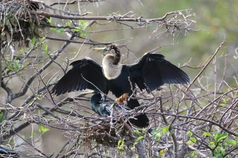 An Anhinga Bird Stock Photos
