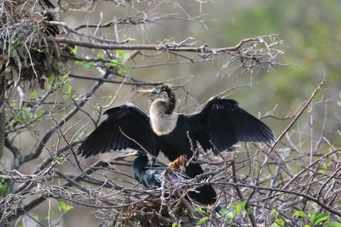 An Anhinga Bird Stock Photos