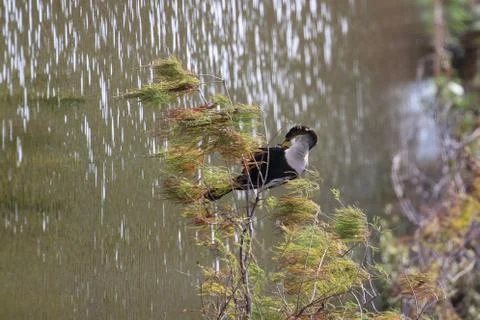 An Anhinga Bird Stock Photos