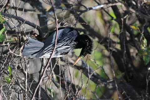 An Anhinga Bird Stock Photos