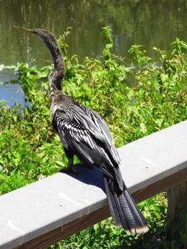 Anhinga Bird Ready For Flight Foto stock