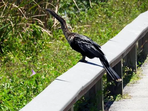 Anhinga Bird Ready For Flight Foto stock