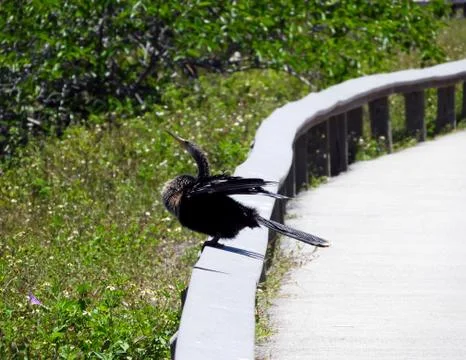 Anhinga Bird Ready For Flight Foto stock