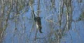 Anhinga bird reflection in water at Everglades Park, Florida 4k or 4k+ Resolution